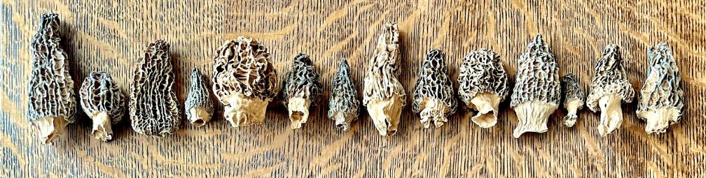 Do morel mushrooms taste good?